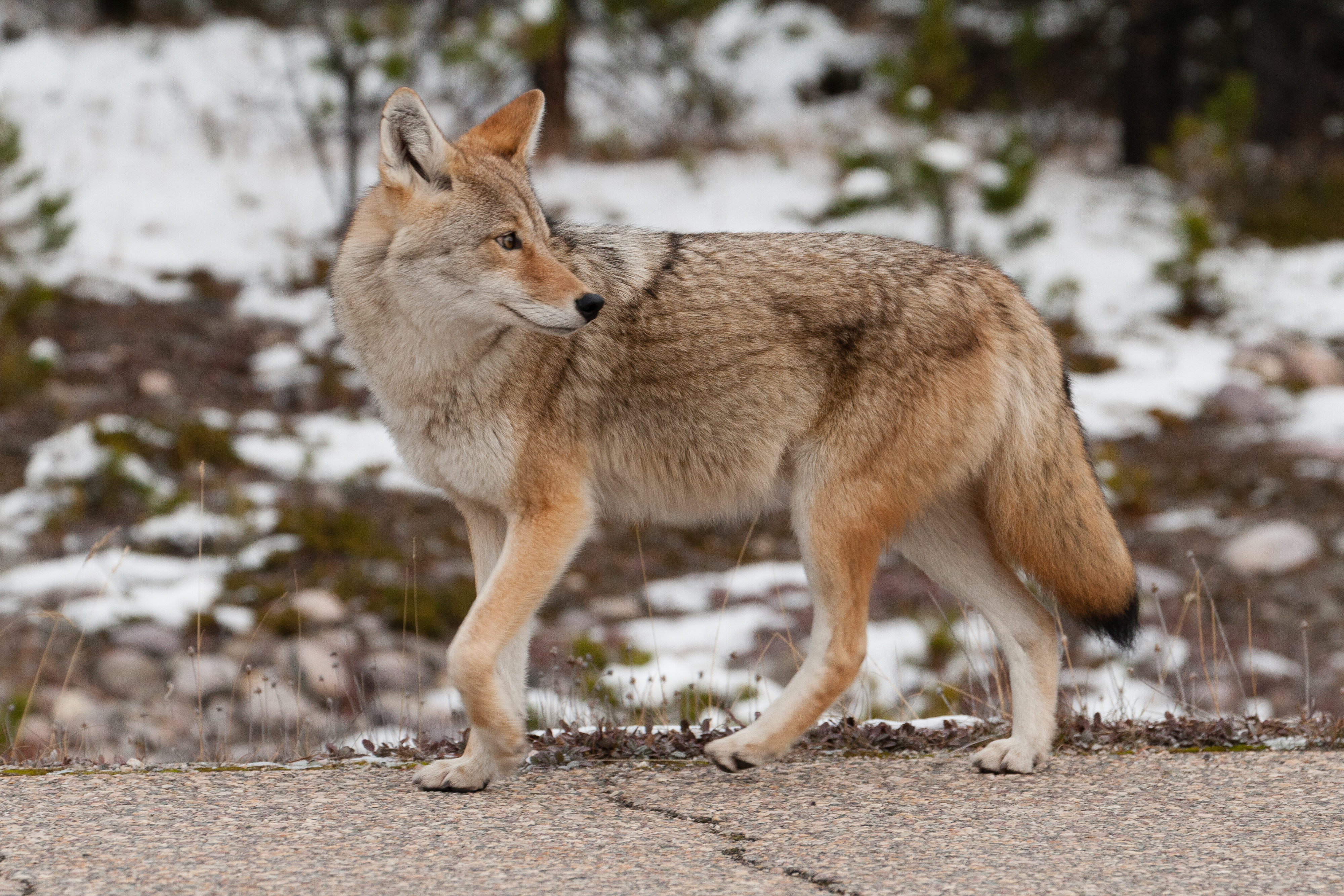 Winter wildlife Jasper