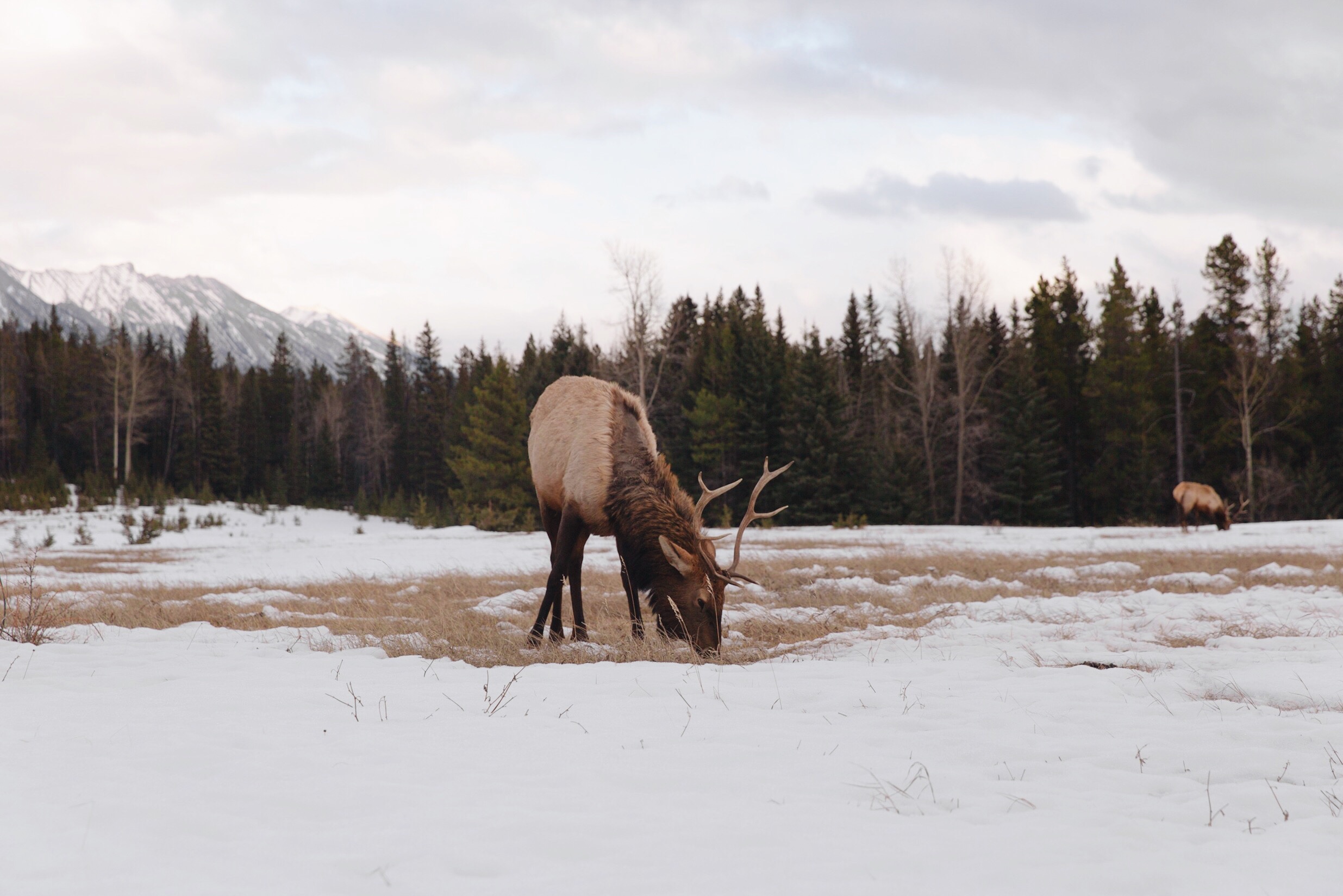 Wildlife Jasper