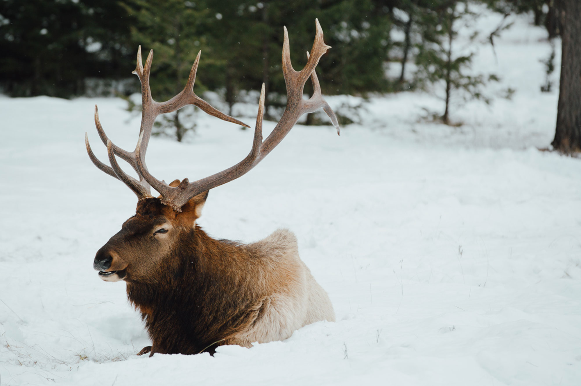 Wildlife in Jasper National Park